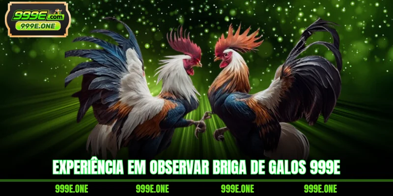 Experiência em observar briga de galos 999E